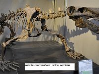 Musée des dinosaures Espéraza - novembre 2014